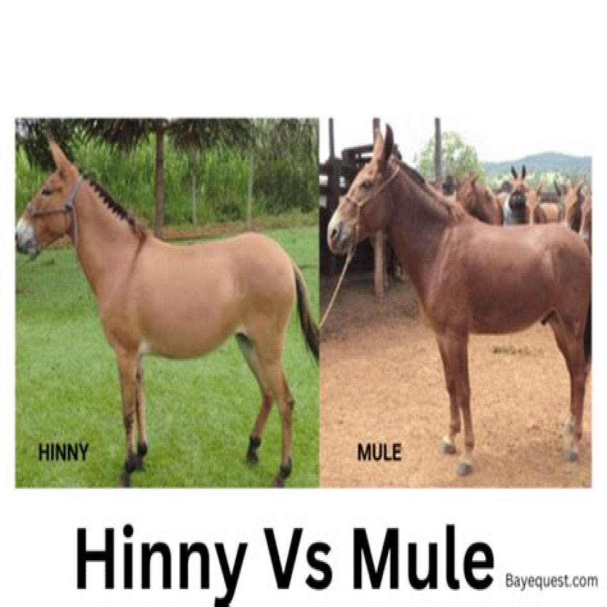 HTML
